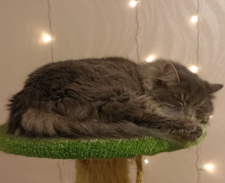 Принцесса-1