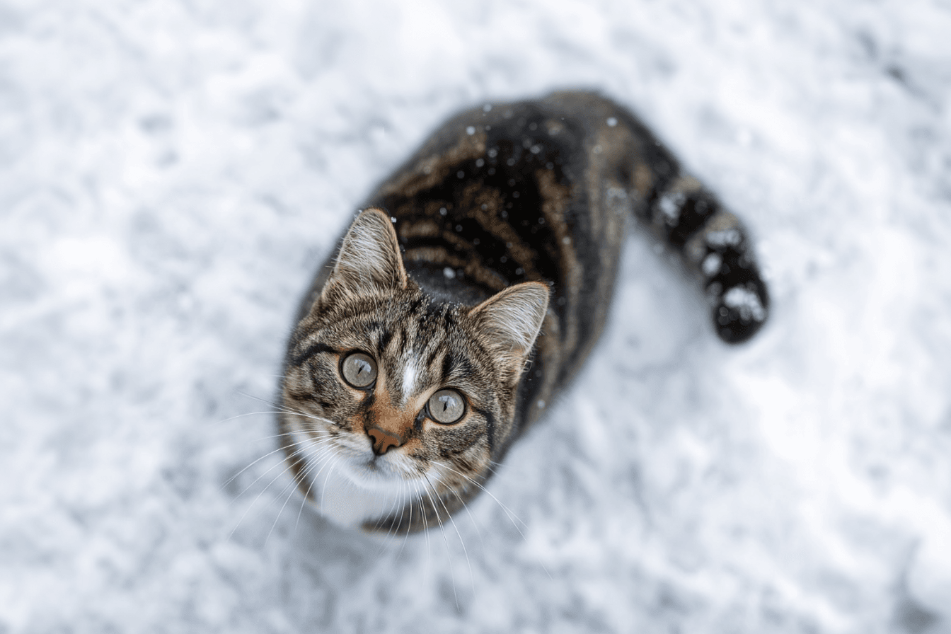 Как помочь бездомным кошкам пережить мороз